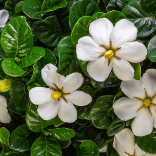 SOUTHERN LIVING 2.5 qt. Diamond Spire Gardenia Live Evergreen Shrub with White Fragrant Blooms 8655Q