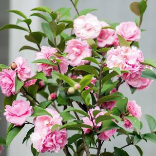 Alder  Oak 5 Gal. 'Debutante' Camellia Plant with Pink Flowers CAJD05