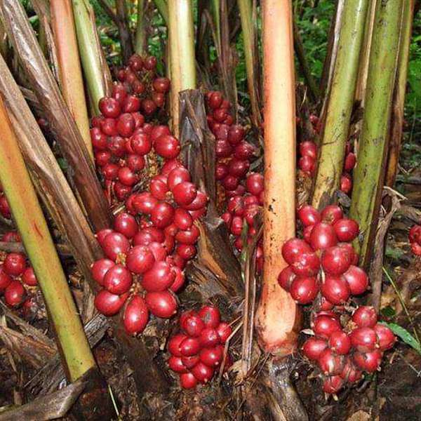 Badi Elaichi, Black Cardamom - Plant