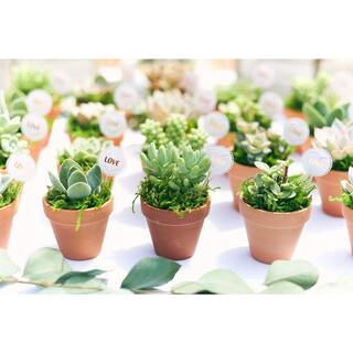 Shop Succulents 2 in. Green Succulent (Collection of 100) G100