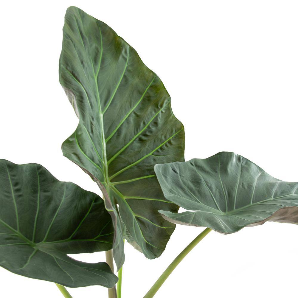 national PLANT NETWORK Regal Shield Elephant Ear Plant (Alocasia) in 10 in. Grower Container 1-Plant HD7753