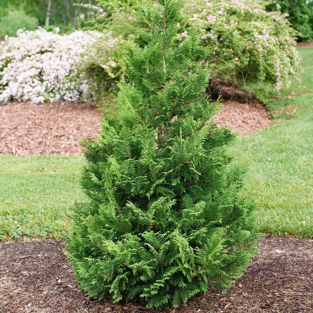PROVEN WINNERS 2 Gal. Cedar Rapids Cypress Shrub 18320