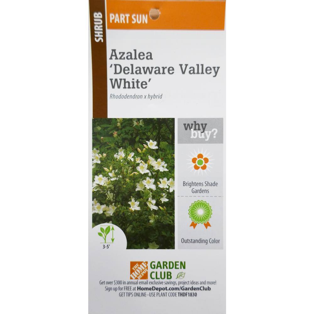 BELL NURSERY 1 Gal. Delaware Valley White Azalea Live Flowering Evergreen Shrub White Flowers AZLEA1DEL1PK