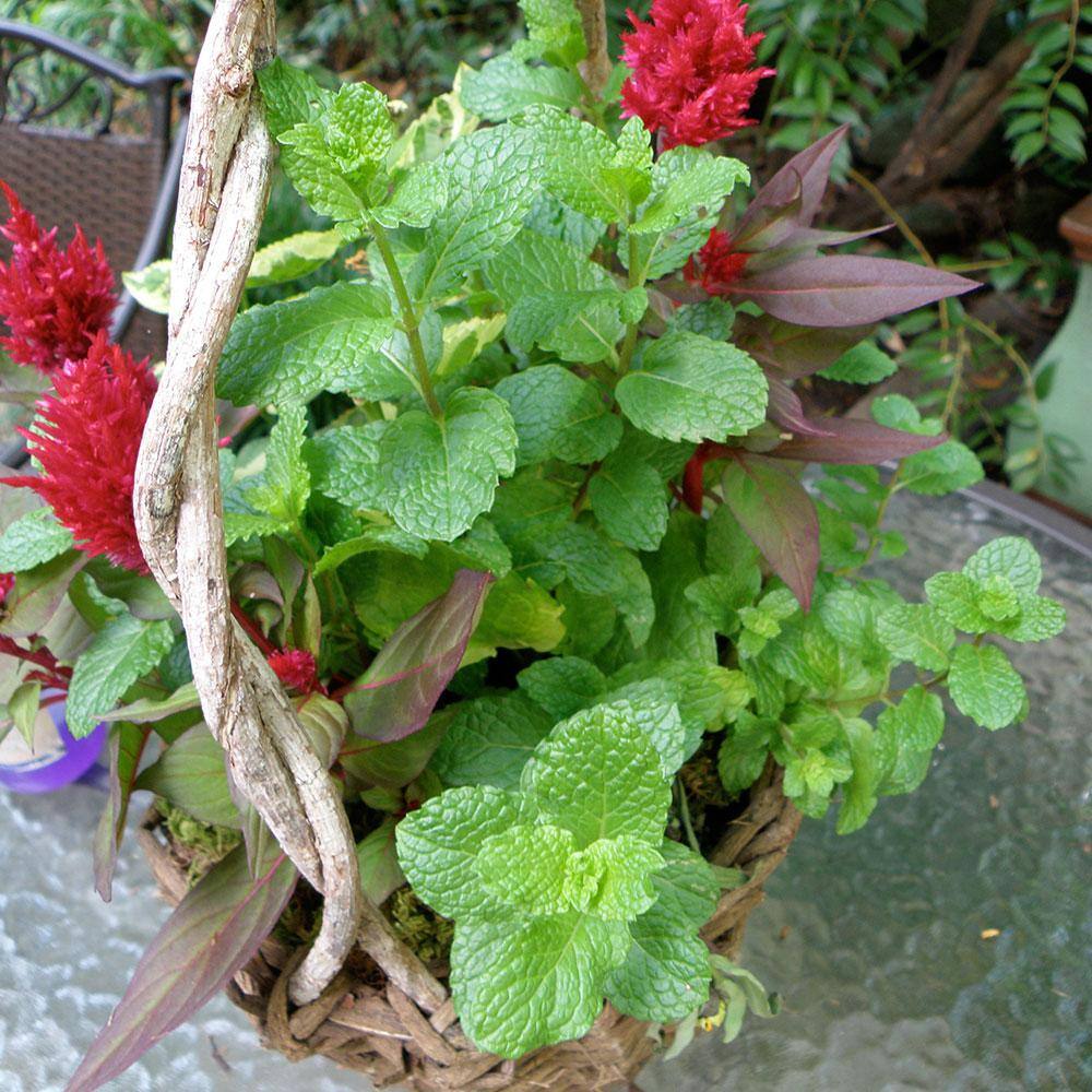 Bonnie Plants 2.32 qt. Sweet Mint Herb Plant 5104