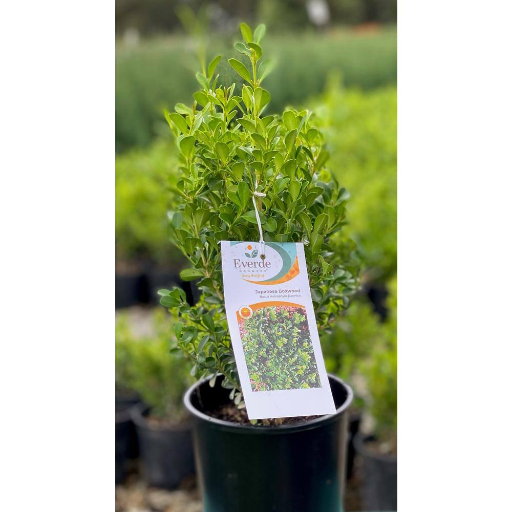 EVERDE GROWERS 2.5 Qt. Buxus Japanese Boxwood - Evergreen 285170