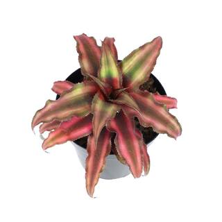 SMART PLANET 9 cm Cryptanthus Bivittatus Red 0872358