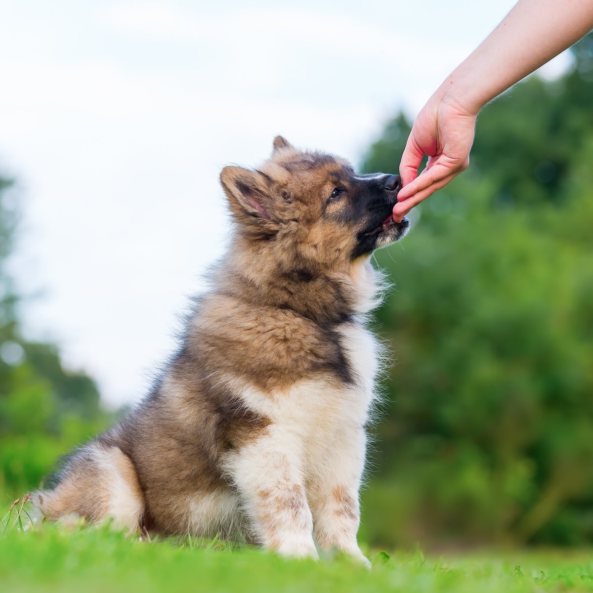 Pawstruck Multi-Vitamin Dog Supplement