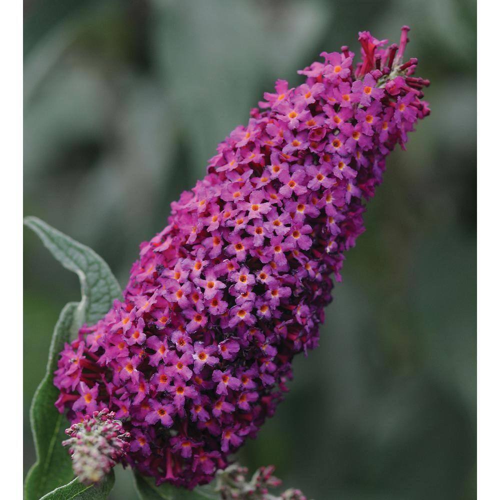 national PLANT NETWORK 2.5 qt. Buddleia Royal Red Flowering Shrub with Red Flowers HD1097