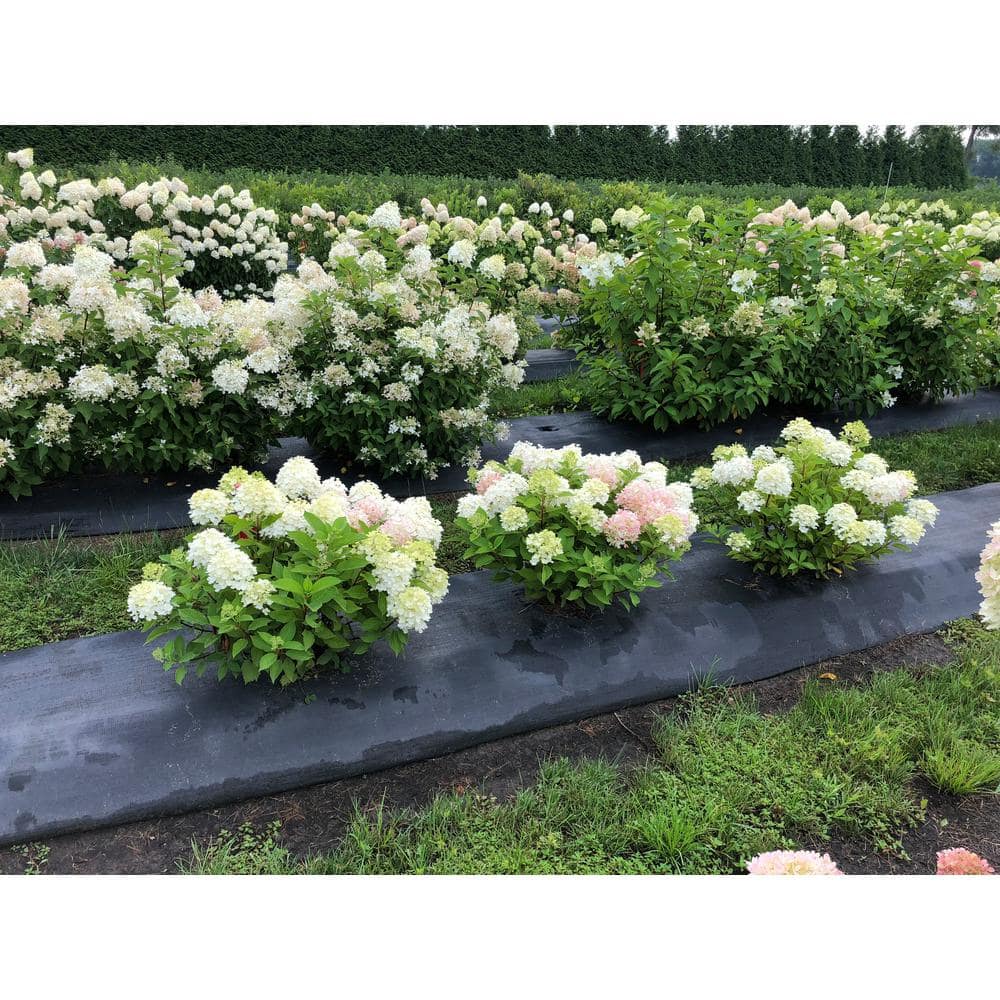 PROVEN WINNERS 1 Gal. Fire Light 'Tidbit' Hydrangea (Arborescens) Live Plant White and Red Flowers HYDPRC1186101