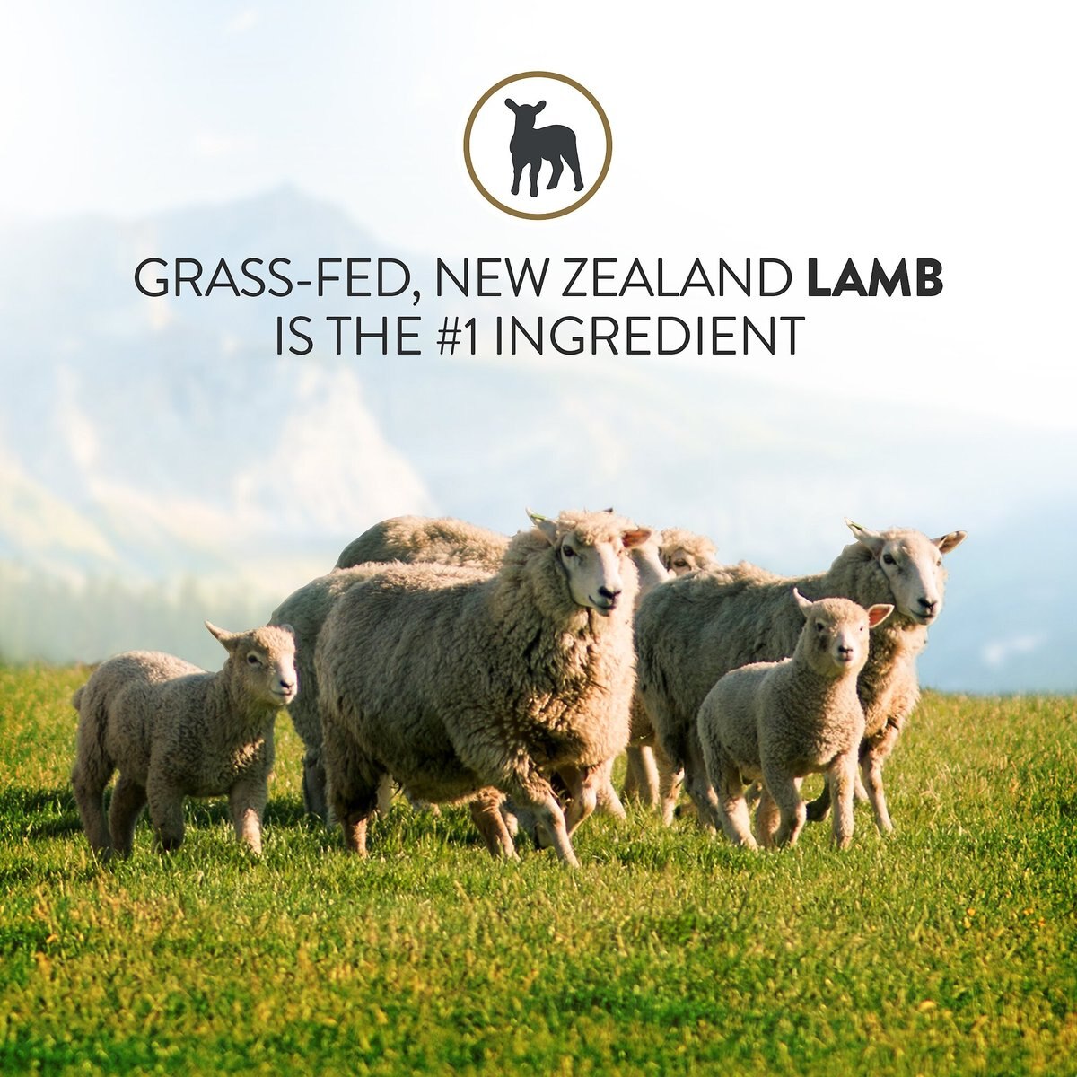 Addiction Herbed Lamb and Potatoes Raw Dehydrated Dog Food