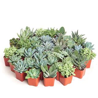 Shop Succulents 2 in. BlueGreen Collection Succulent (Collection of 40) BG40