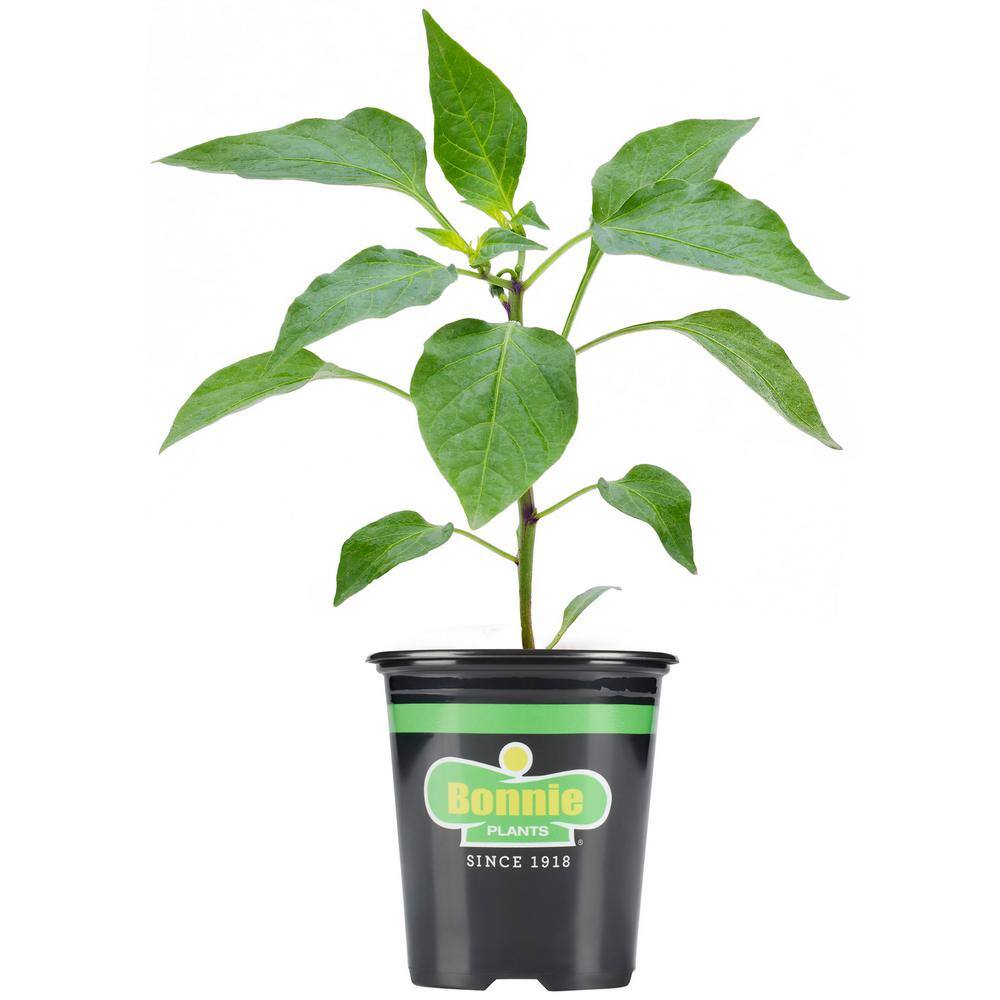 Bonnie Plants 19 oz. Shishito Pepper Plant 2705