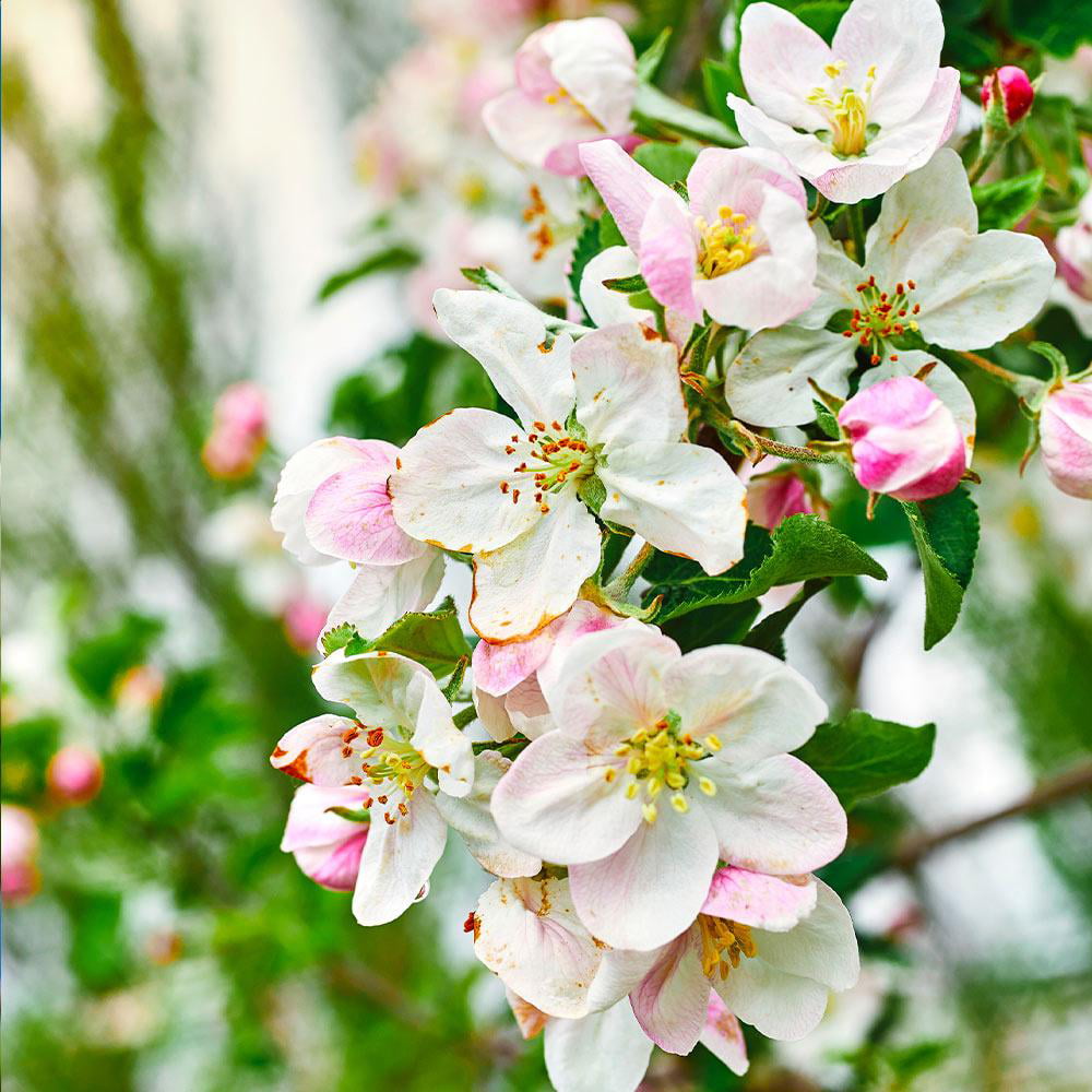 Dwarf Gala Apple Tree - Cannot Ship to AZ， ID， OR， CA