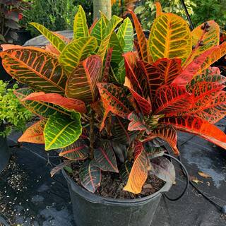 OnlinePlantCenter Petra Croton Plant in 10 in. Grower Pot CR020G3