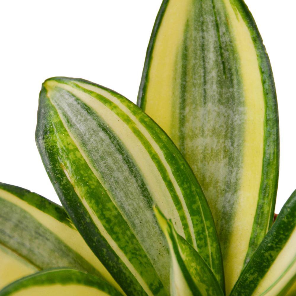 Snake Plant Gold Hahnii (Sansevieria Hahnii) Plant in 4 in. Grower Pot 4_SNAKE_GOLD.STAR