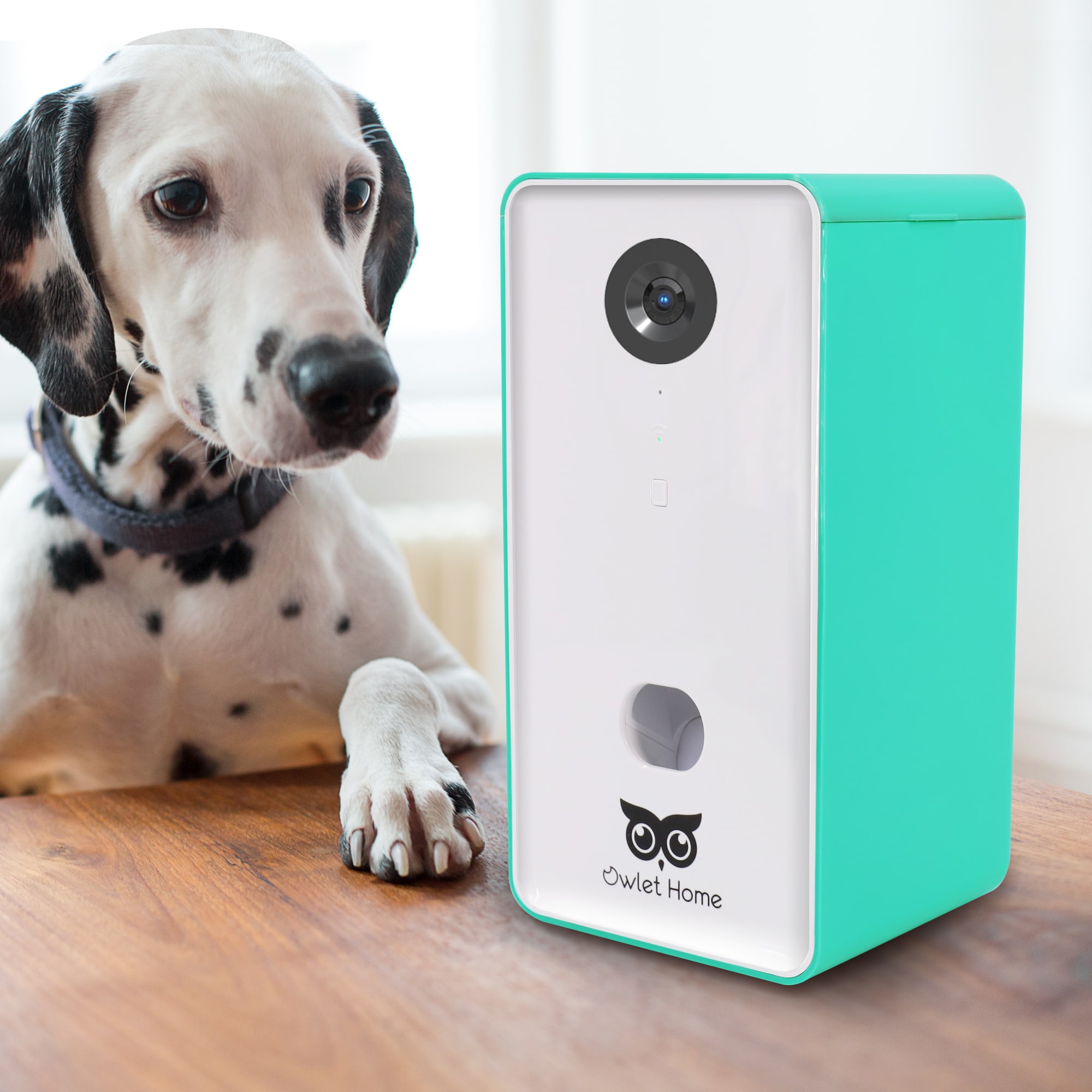 OWLET HOME Blue Pet Camera with Treat Dispenser for Dogs