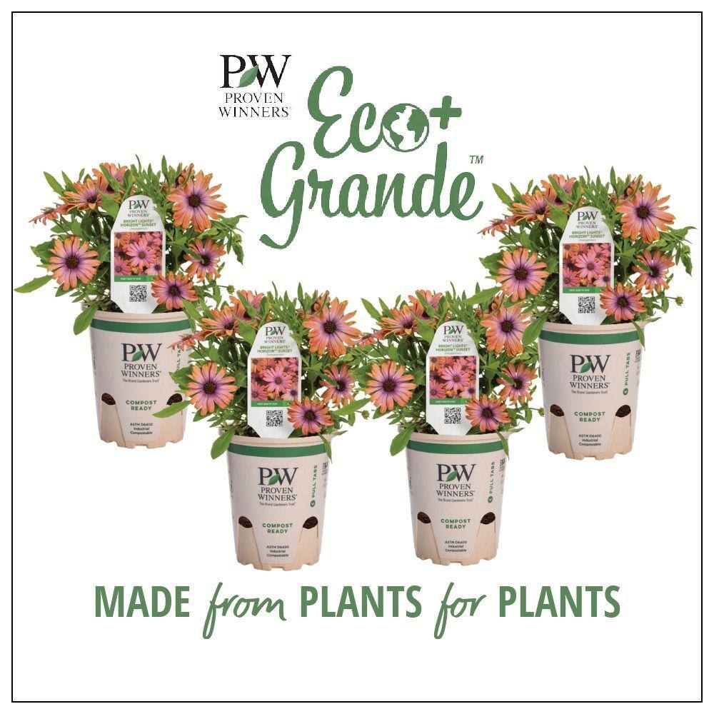 PROVEN WINNERS 4.25 in. Eco+Grande Bright Lights Horizon Sunset African Daisy (Osteospermum hybrid) Live Plant Pink Flowers (4-Pack) OSTPRW3007504