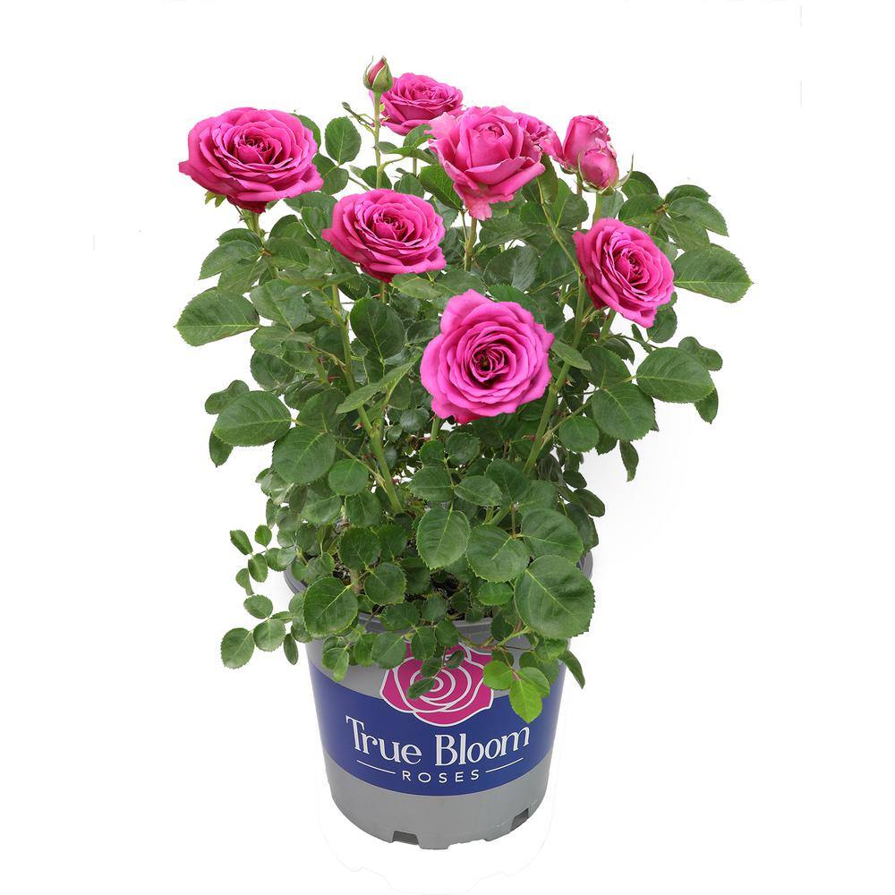 ALTMAN PLANTS 8 Qt. True Bloom True Gratitude Rose with Pink Flowers 0872515