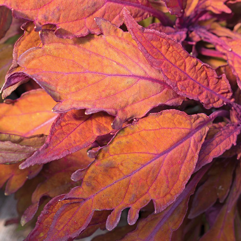 1 Qt. FlameThrower Habanero Coleus Plant 77499