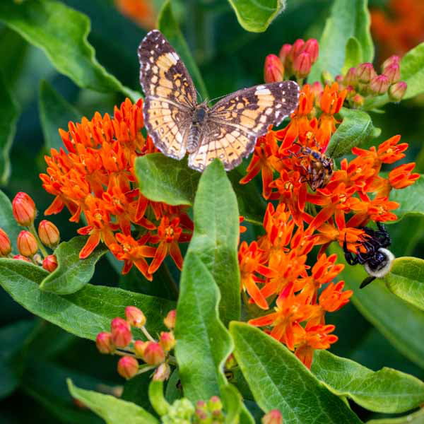 Butterfly Milkweed Roots - Asclepias tuberosa - 4 Bulbs， Orange， Attracts Pollinators， Attracts Hummingbirds， Deer Resistant