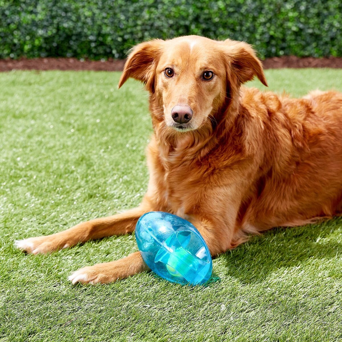 KONG Jumbler Football Dog Toy， Color Varies