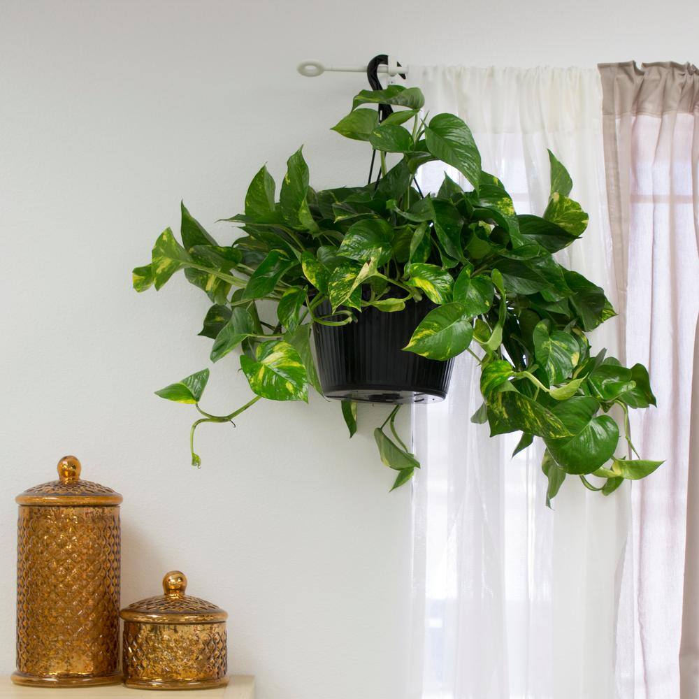 Costa Farms 10 in. Pothos Plant in Hanging Basket L-EPI-G-HGP-01