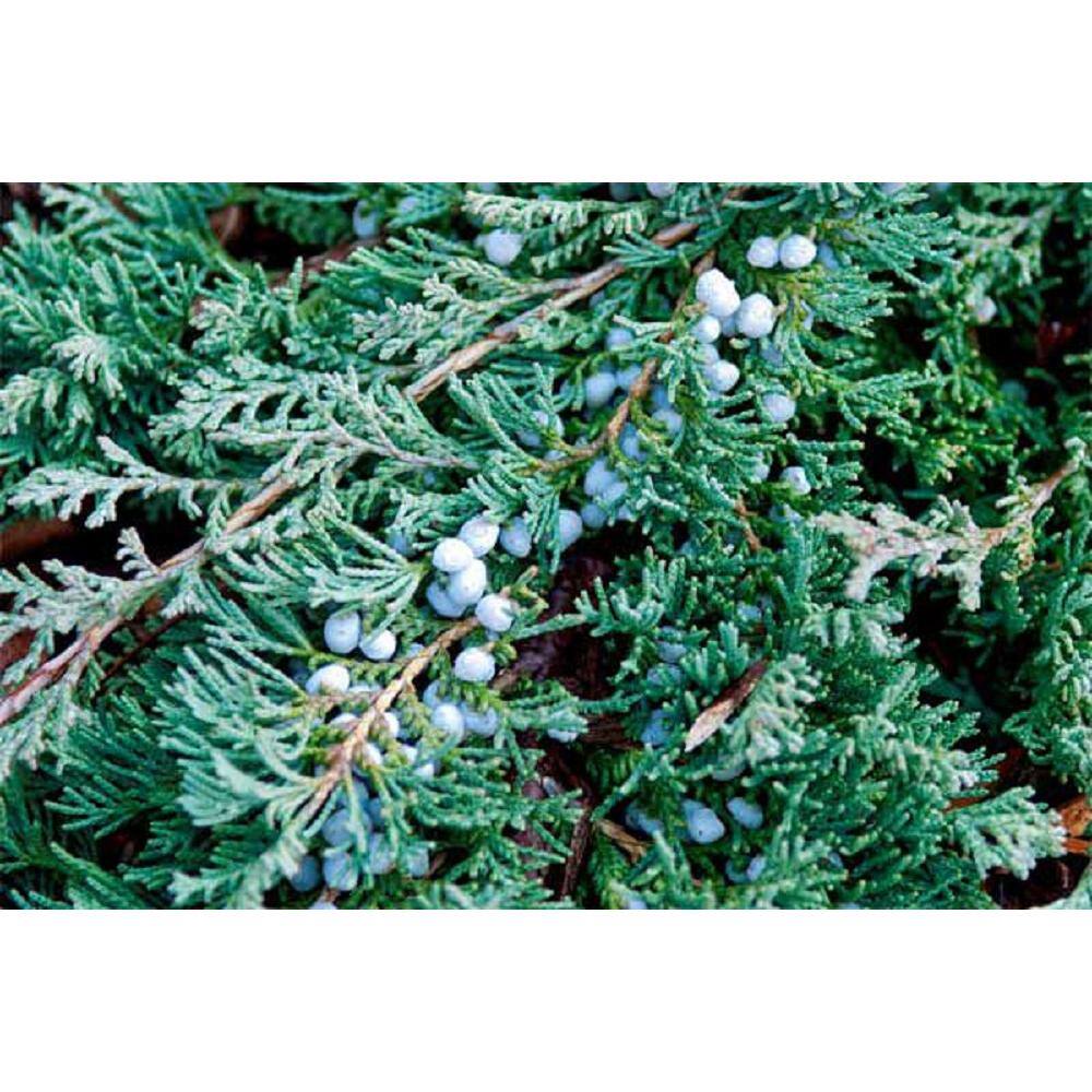 BELL NURSERY 1 Gal. Blue Rug Creeping Juniper Live Evergreen Shrub JUNIP1HWI1PK