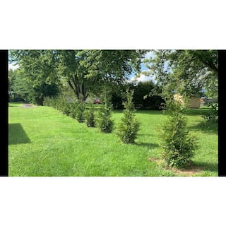 BELL NURSERY 3 Gal. Green Giant Arborvitae (Thuja) Live Evergreen Shrub THUJA3GRG1PK