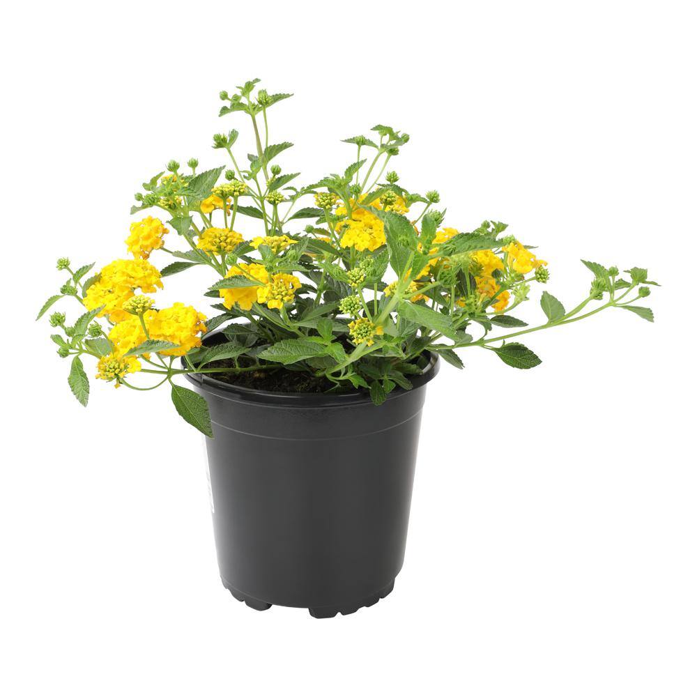 ALTMAN PLANTS 1 Gal. Lantana New Gold Plant 0881267