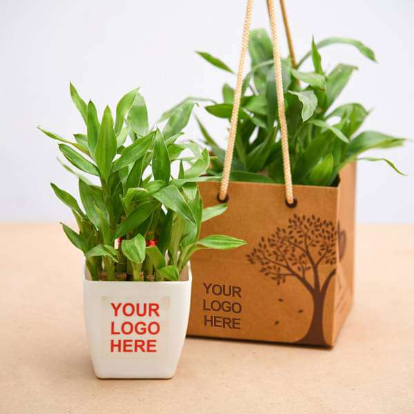 2 Layer Lucky Bamboo - Corporate Gift (set of 30)