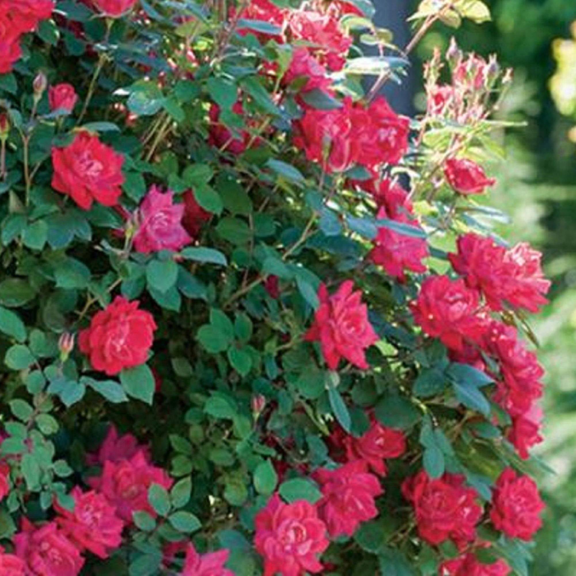 Rose red double knock out (1 gallon) flowering