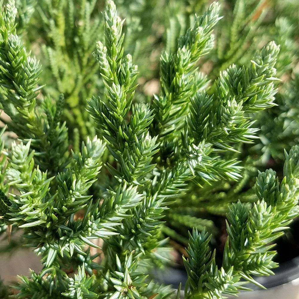 FLOWERWOOD 2.5 Qt. Parsoni Juniper - Evergreen Groundcover Shrub 3610Q