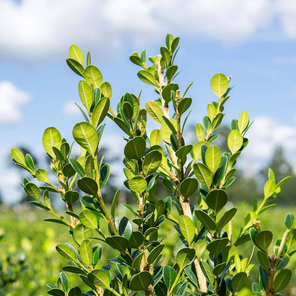 3 Gal. Japanese Boxwood Shrub (2-Pack) THD00013