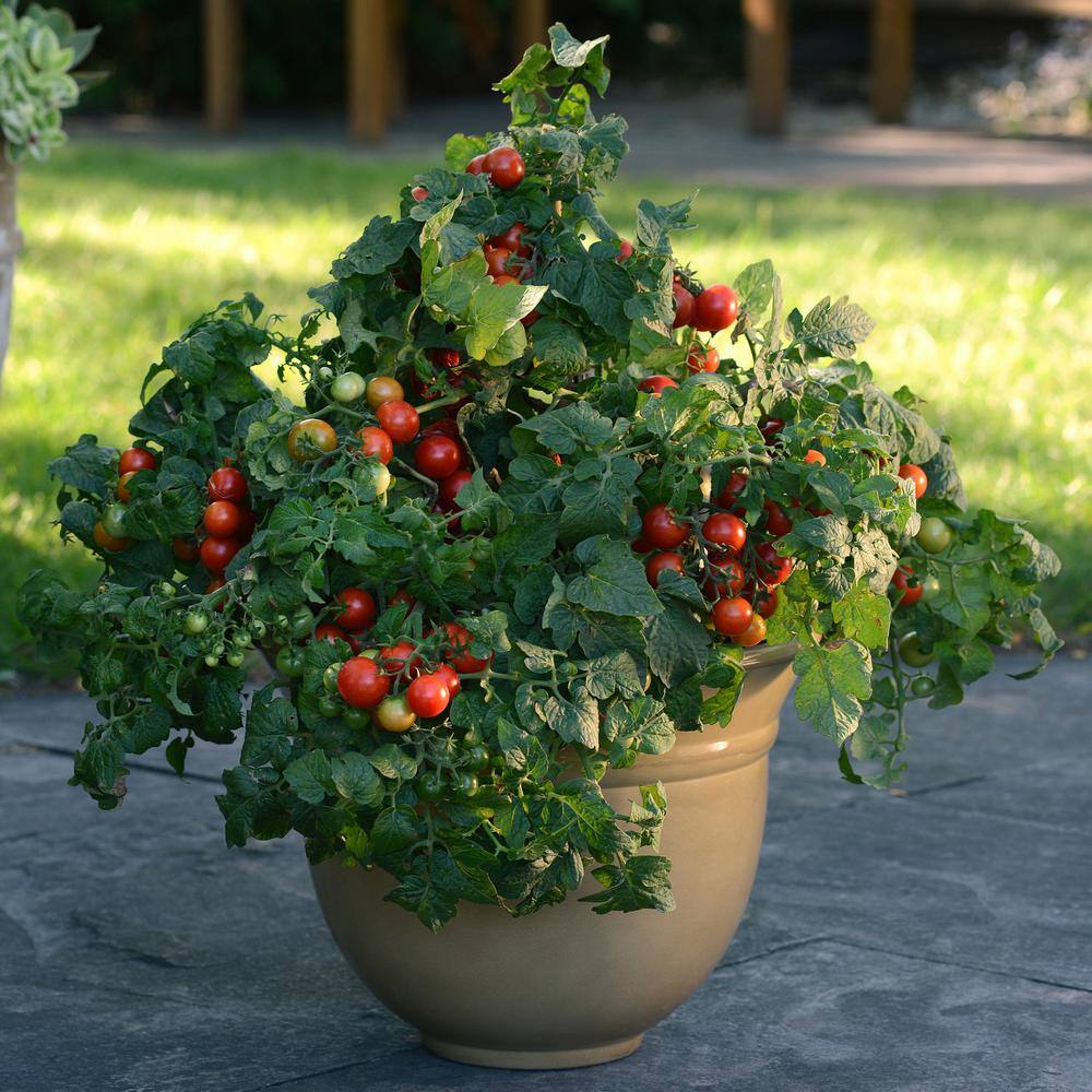 BONNIE PLANTS HARVEST SELECT 25 oz. Little Bing Cherry Tomato Plant 715339321732