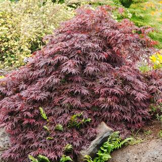Spring Hill Nurseries Red Dragon Japanese Maple Potted Ornamental Tree (1-Pack) 91655