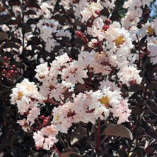 Black Diamond 3 Gal. Crystalline Crape Myrtle Flowering Deciduous Tree with White Flowers CRMBCY03G