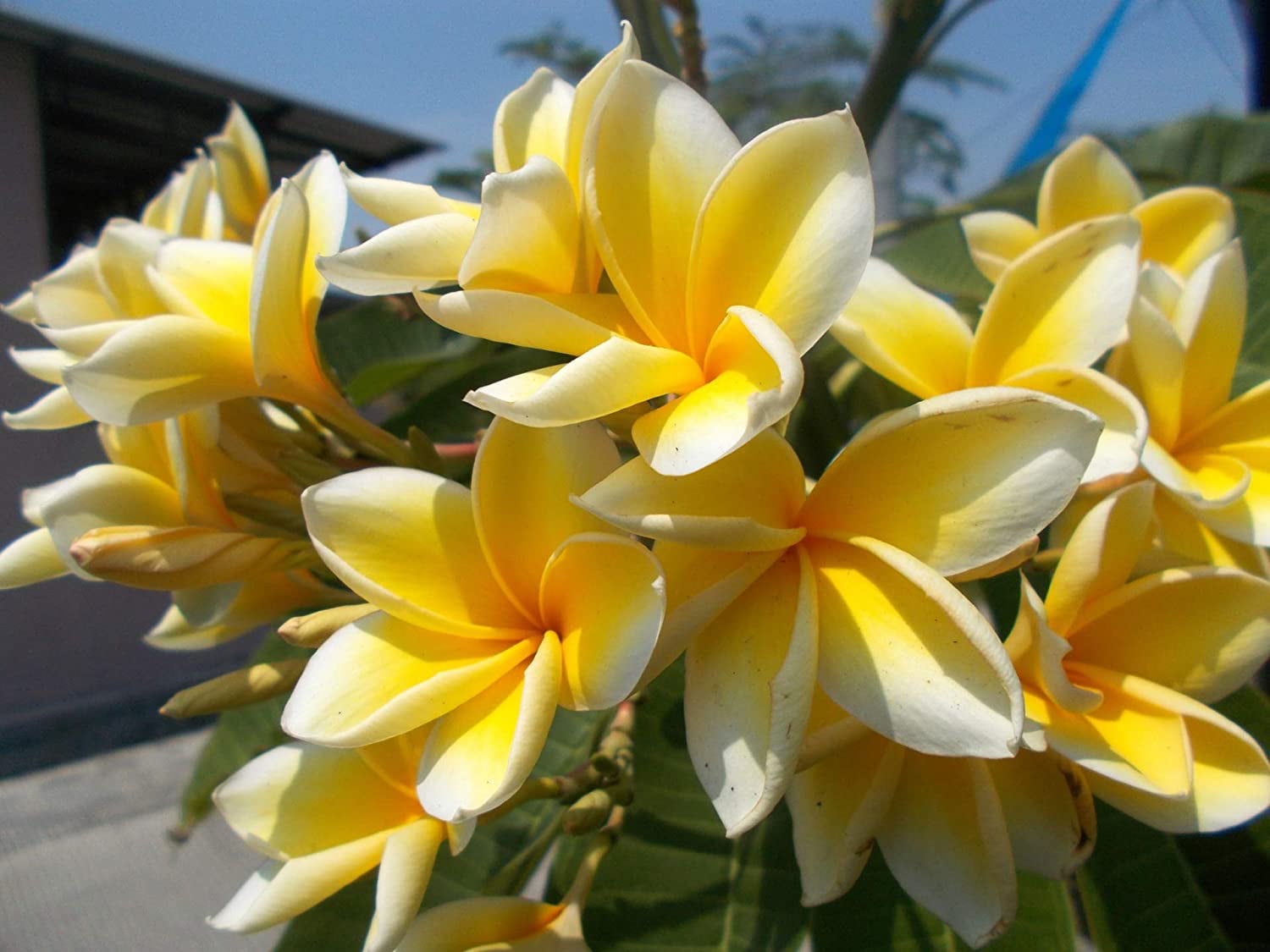 Yellow Hawaiian Live Plumeria Frangipani Plant Shrub Cutting  9