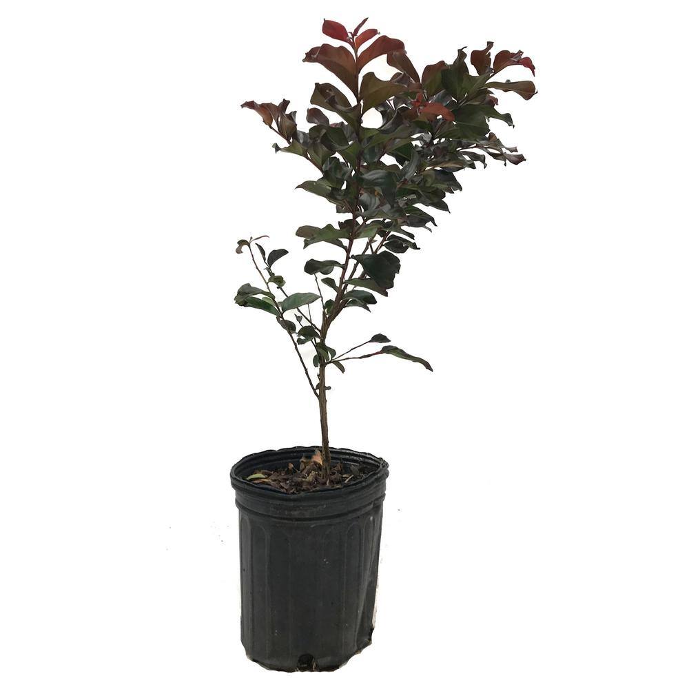 FIRST EDITIONS 1 Gal. Plum Magic Crape Myrtle Tree CRMPLU01G