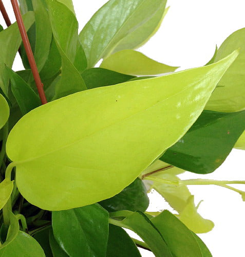 Neon Devil's Ivy - Pothos - Epipremnum - 4