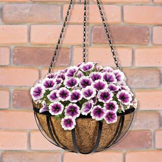 Vigoro 12 in. Dia Black Metal English Hanging Basket with Coco Liner HD750028-001