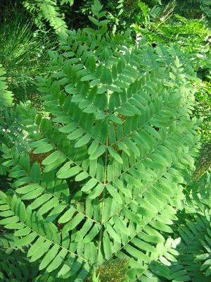 Classy Groundcovers - Osmunda regalis Osmunda mexicana， Osmunda palmeri， Osmunda  spectabilis， Aphyllocalpa regalis {10 Bare Root Plants}