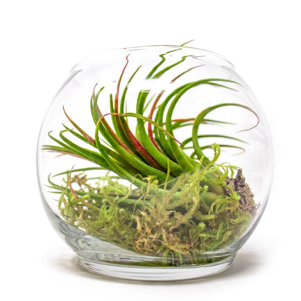 ALTMAN PLANTS Air Plants Assorted (6-Pack) 0881174