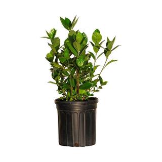 FLOWERWOOD 2.5 Qt. August Beauty Gardenia Shrub with Fragrant White Flowers 2097Q