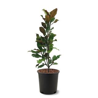 3 Gal. Bracken's Brown Beauty Southern Magnolia Tree MAGBRA03G