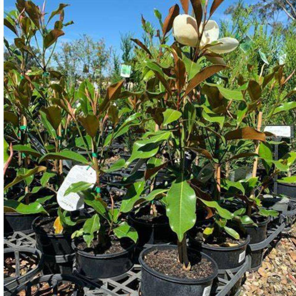 7 Gal. Kay Parris Southern Magnolia Evergreen Tree MAGKAY07G