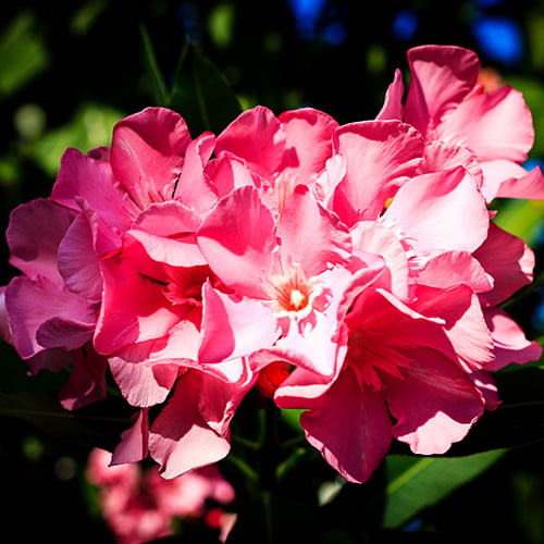 Lone Star Growers by Altman Plants 2 Gal Nerium Flirt Dark Pink Oleander