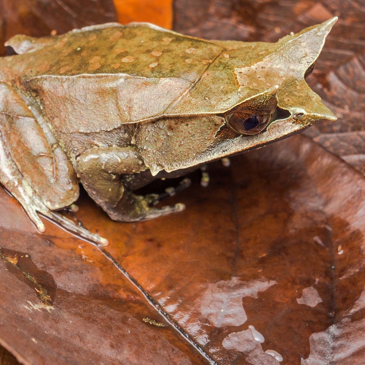 Galapagos Magnolia Terrarium Leaves， 4-qt bag