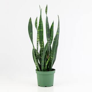 national PLANT NETWORK 6 In. Snake Plant 'Black Coral' Sansaveria Plant in black pot HD7193