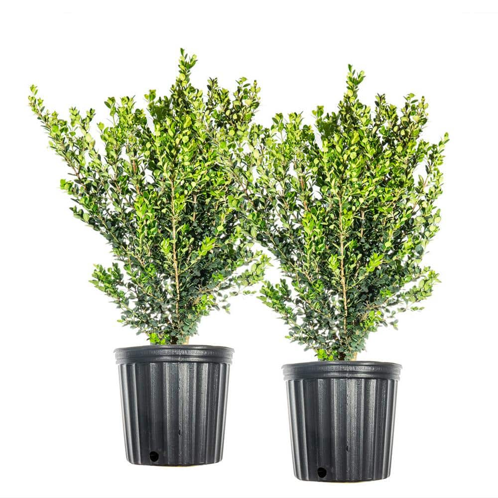 3 Gal. Wintergreen Boxwood Shrub (2-Pack) THD00015