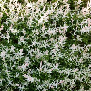 Brighter Blooms 2 Gal. Flowering Tri-Color Willow Shrub with White Blooms WIL-TRI2